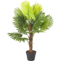 Zaļš augs Fan Palm, H100Cm 4741243869240