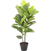 Zaļš augs Fiddle Leaf, H190Cm 4741243869264
