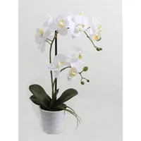 Balta orhideja ar 2 zariem In Garden, A51Cm, balts pods 4741243878655