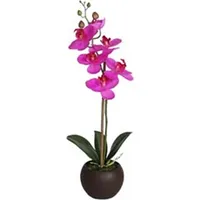 Violeta orhideja ar 1 zaru In Garden, H46Cm, melns pods 4741243878648