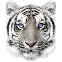 Mikroflaneļa sega 120X150 Tīģeris baltas zilas acis White Tiger bērnu pleds 4959 5300697