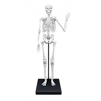 Skeleton 85 cm Buki Art1181797