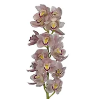 Lou De Castellane Orch Cymbidium 126356 Mākslīgais zieds