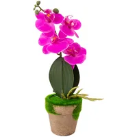 Evelekt Orchid Greenland in pot with moss, mix  Mākslīgais zieds