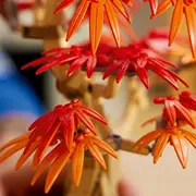 Botāniskie Bonsai palmu klons 10348 Botanicals Klon palmowy bonsai
